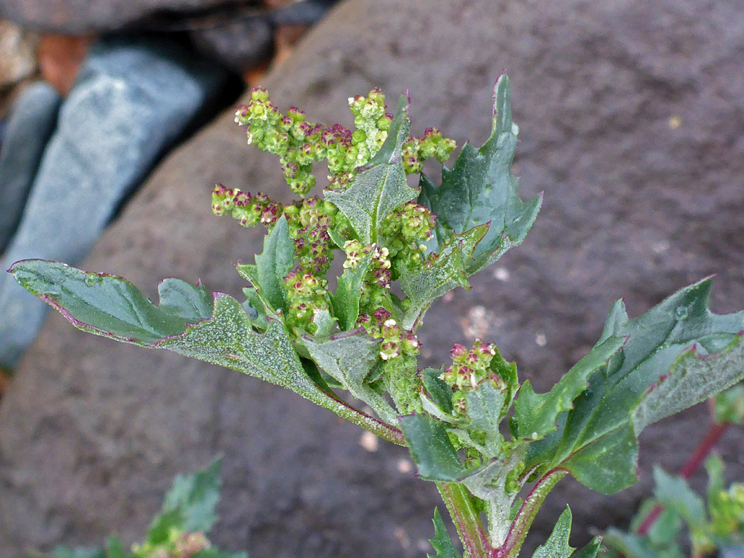 Leaves and flowers