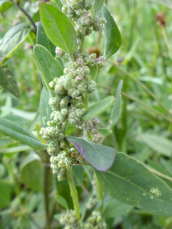 Green leaves