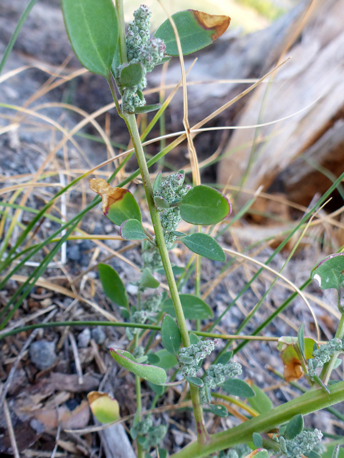 Stem and leaves