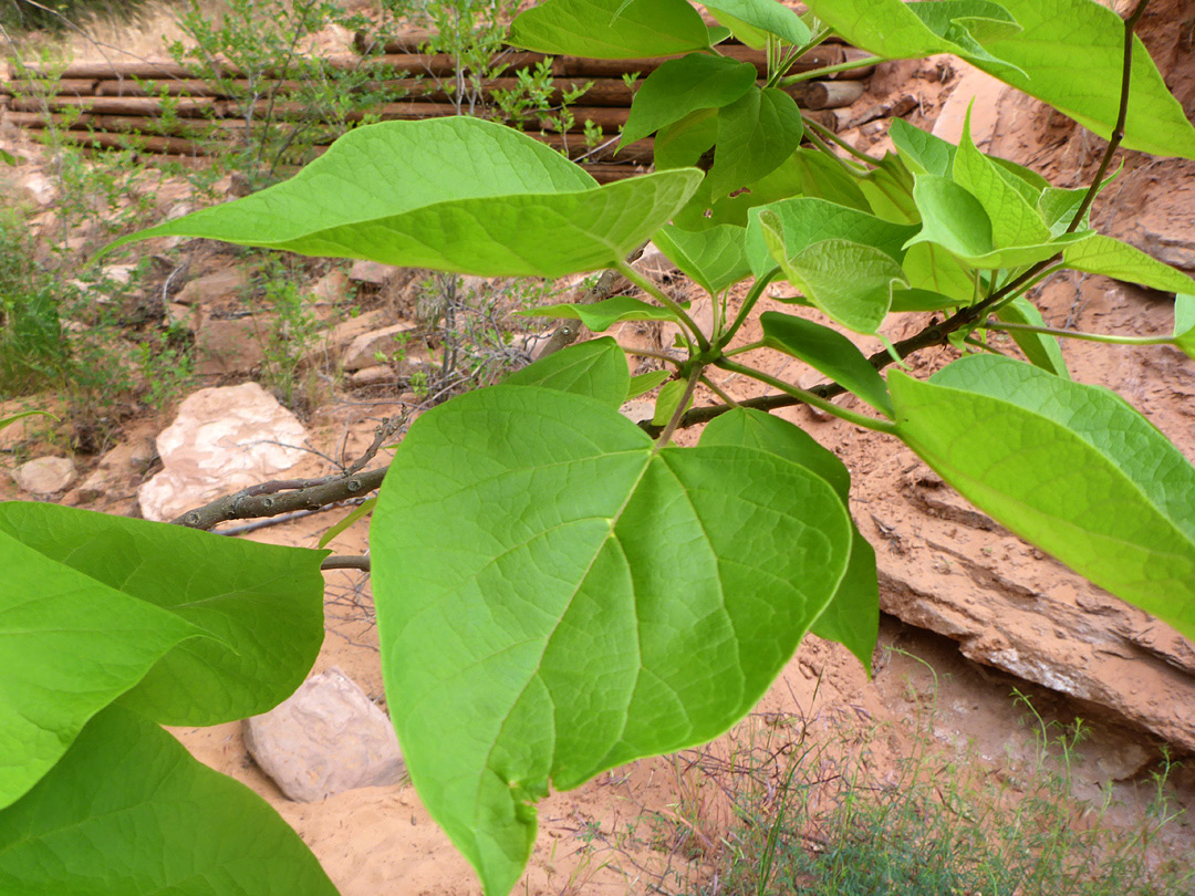 Hairless leaves