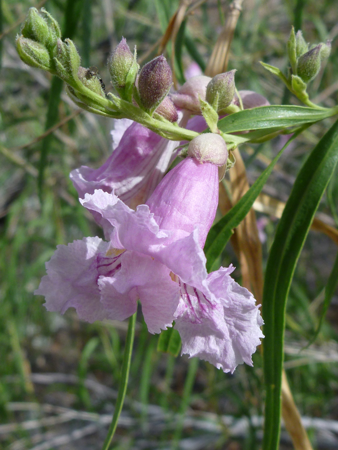 Flowers and buds