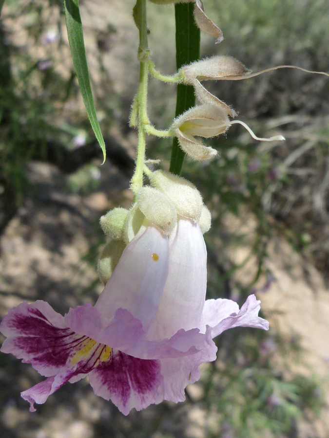 Developing fruit