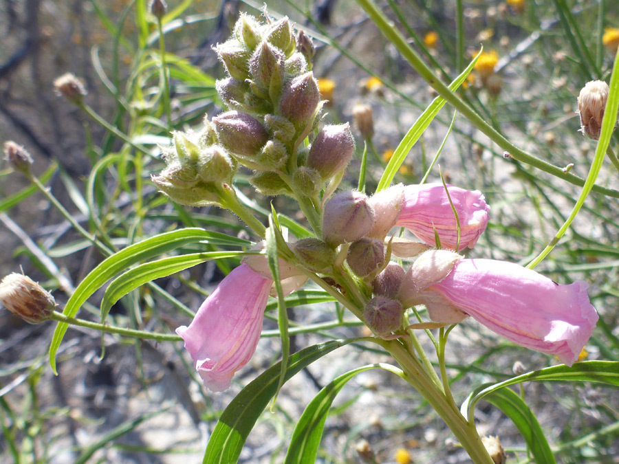 Buds and flowers