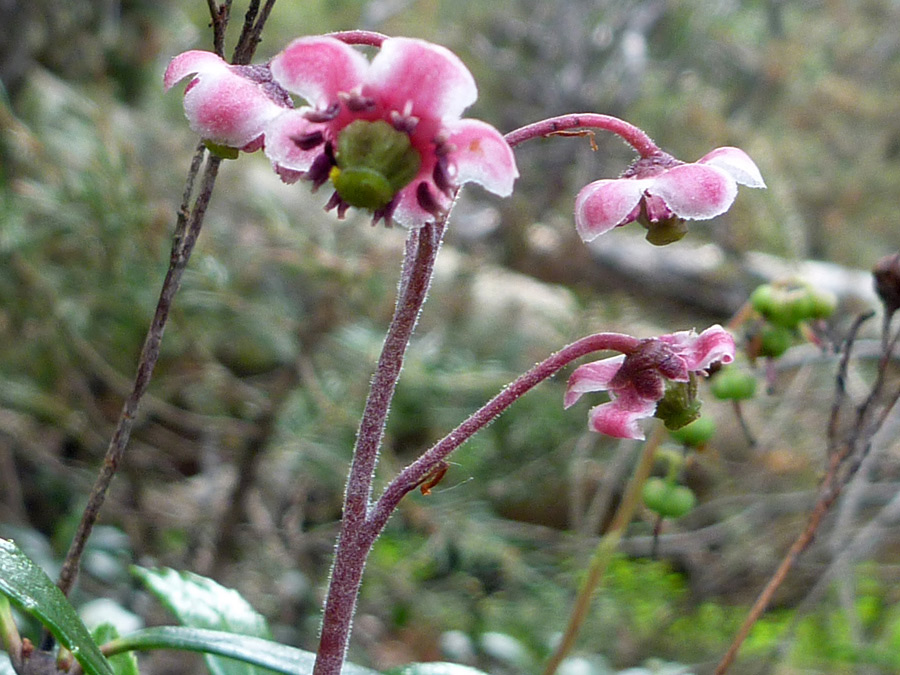 Four flowers