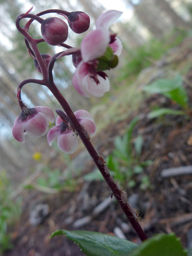 Purple stem