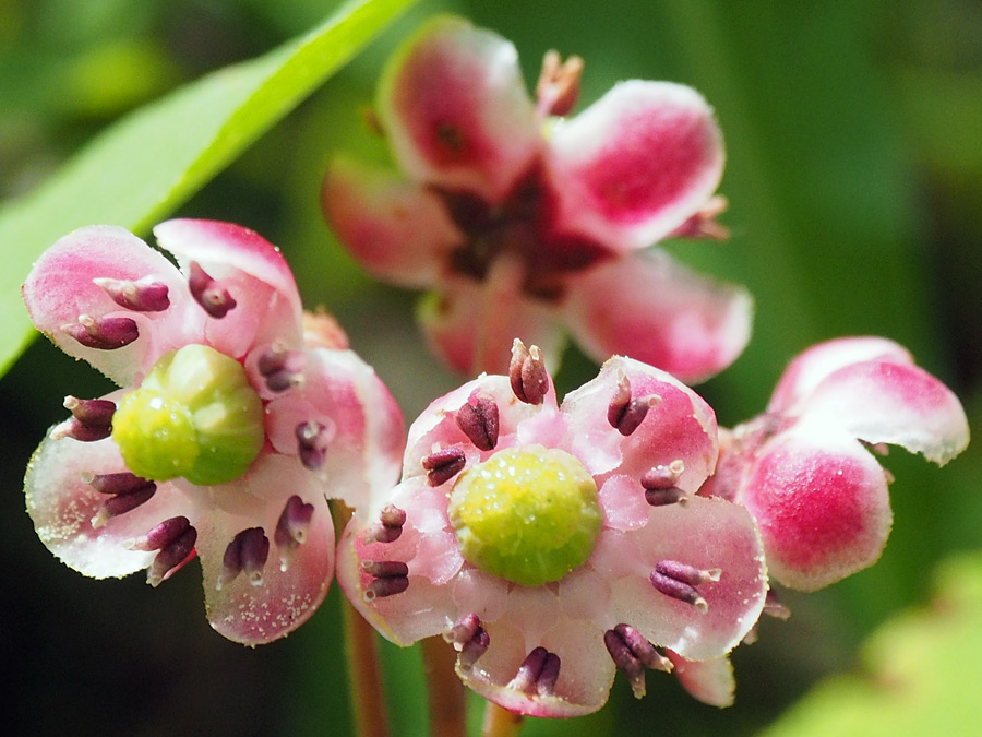 Group of flowers