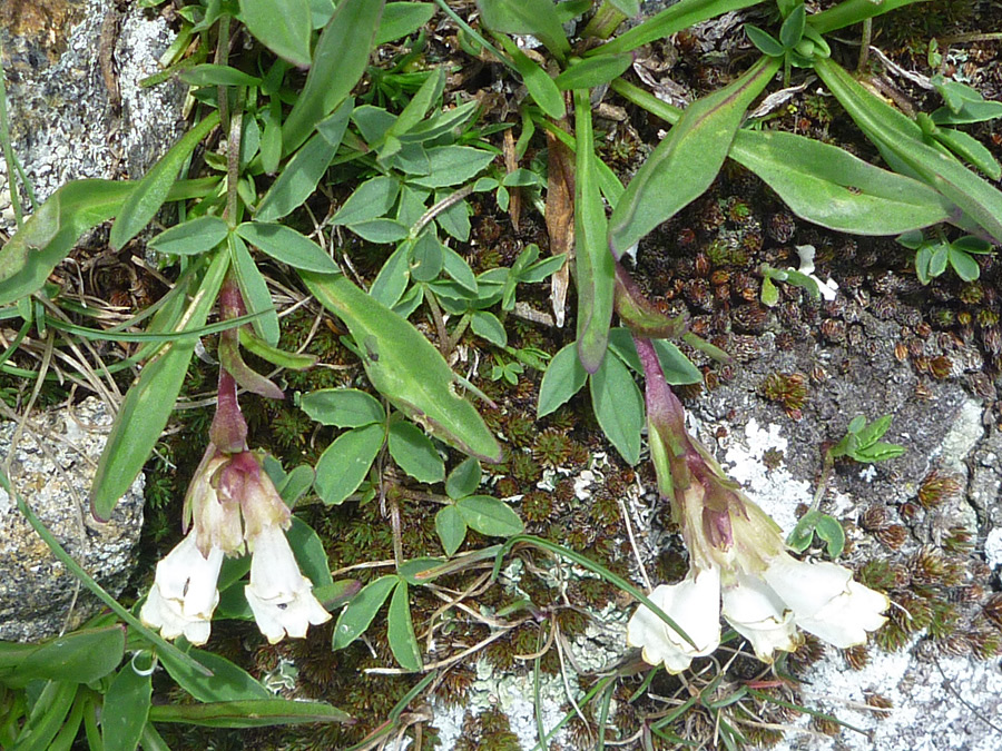 Two flower stems