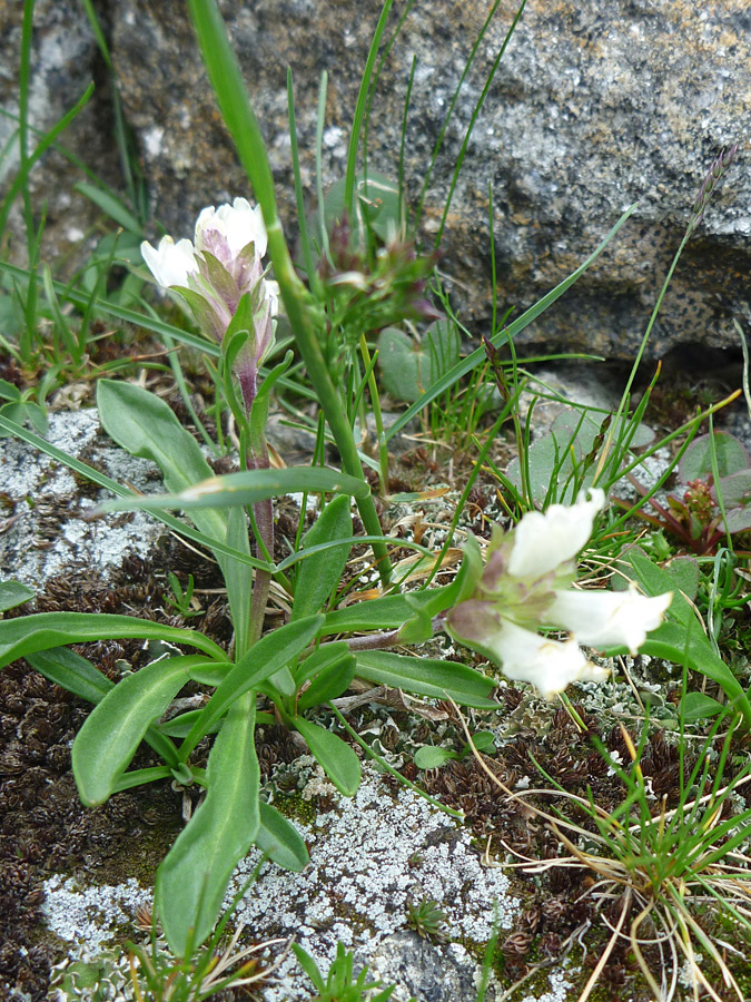 Oblanceolate leaves