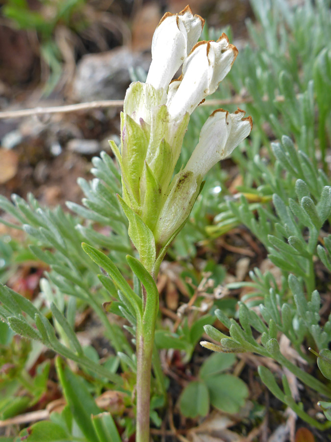 Brown-edged petals