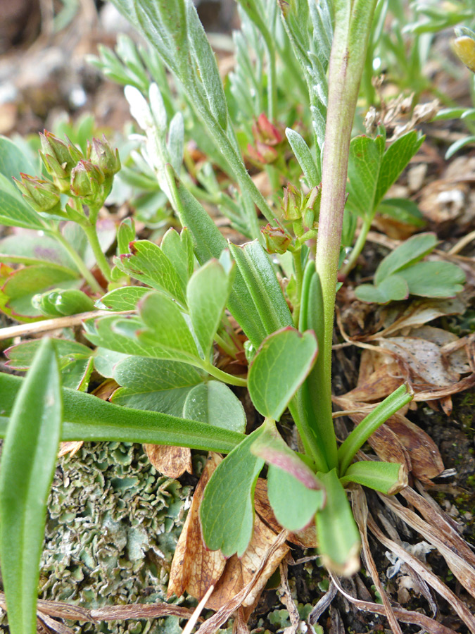 Basal leaves