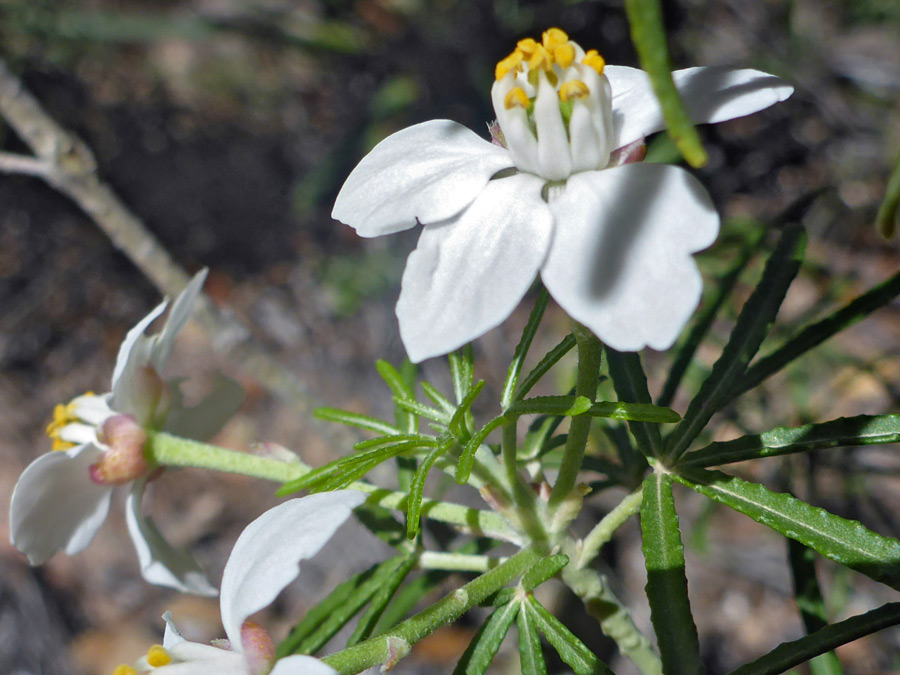 Flowers and leaves