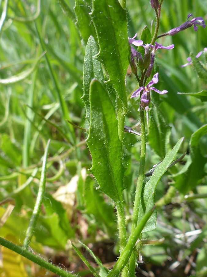 Toothed leaves