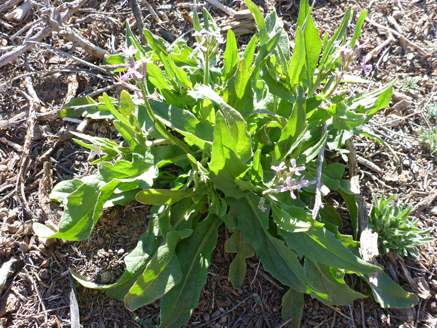 Large leaves, small flowers