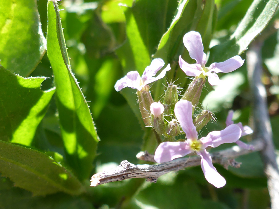 Hairy calyces