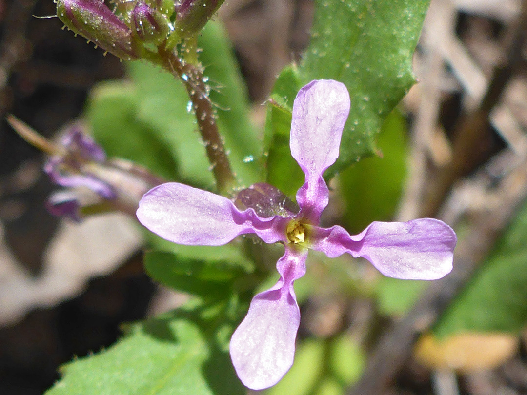 Clawed pink petals