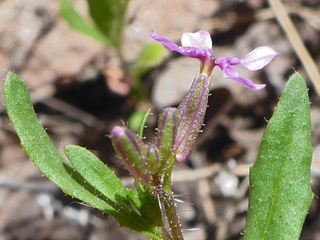 Sparsely-hairy inflorescence