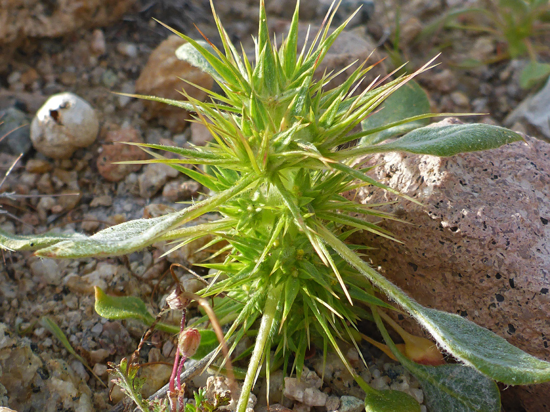 Elongated stem