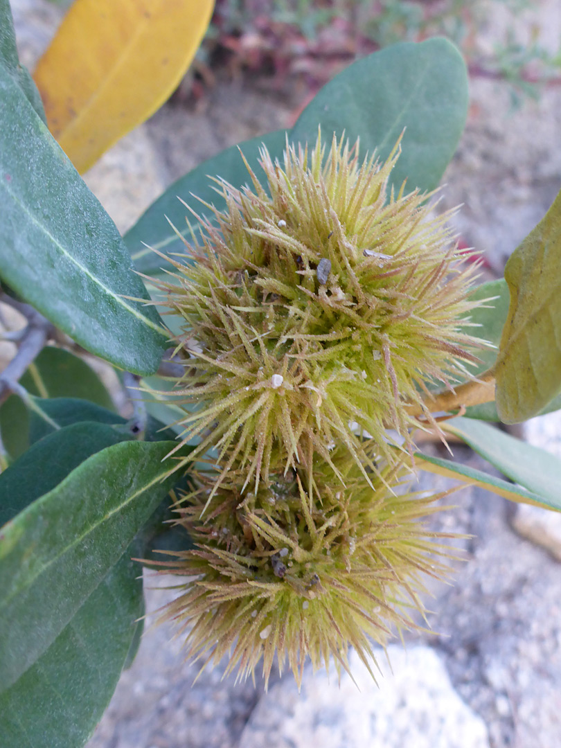 Spiny fruits