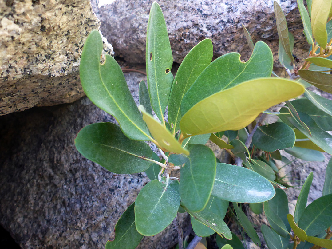 Ovate leaves