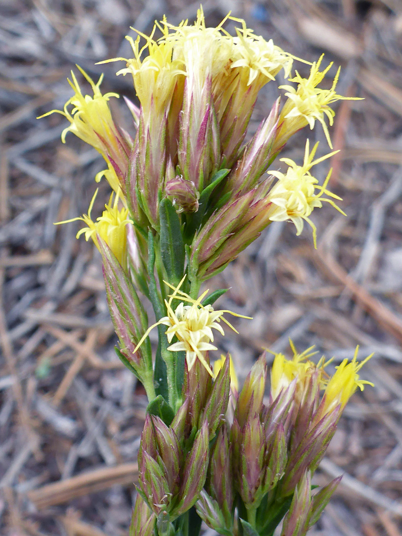 Slender flowerheads