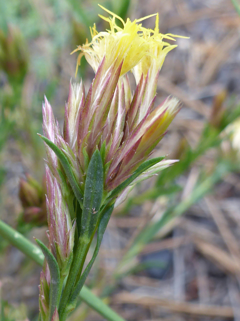 Pointed, purplish phyllaries