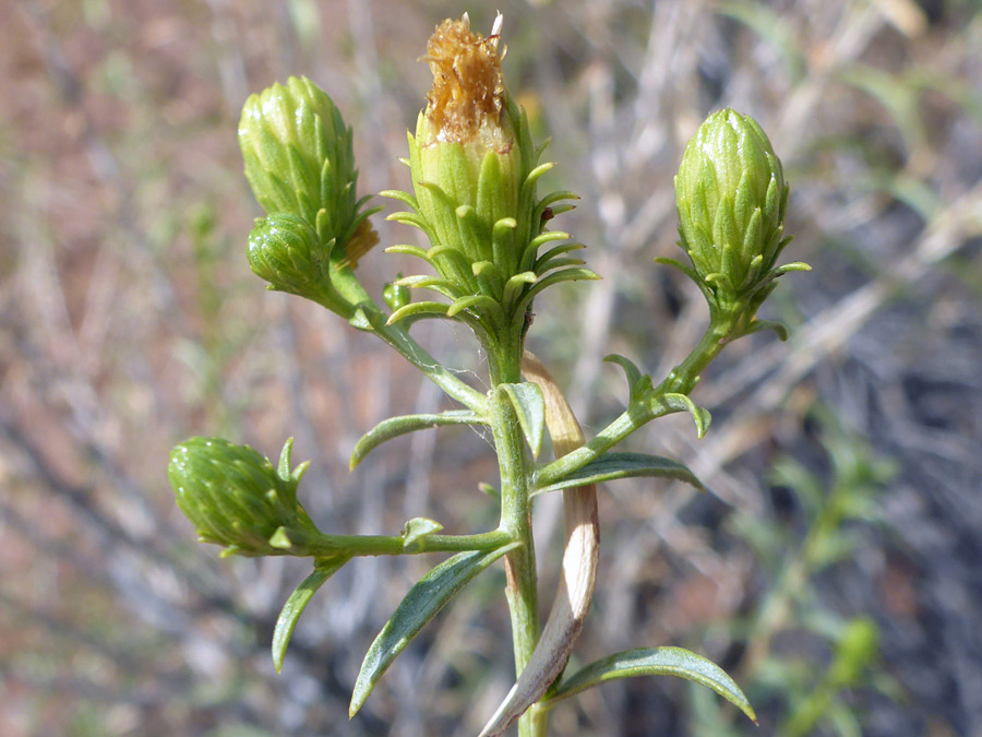 Green phyllaries