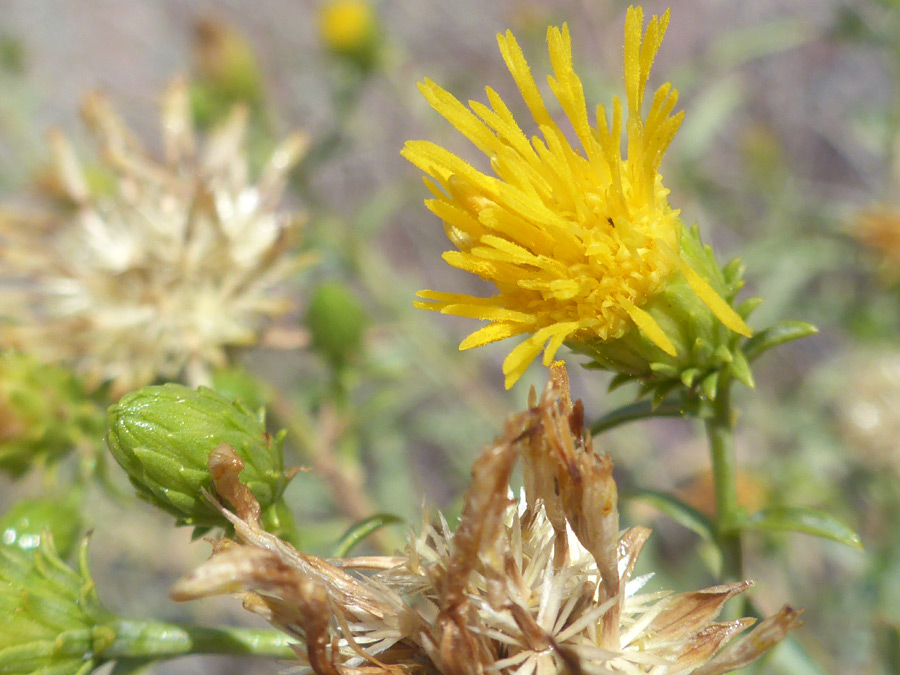 Florets and seeds