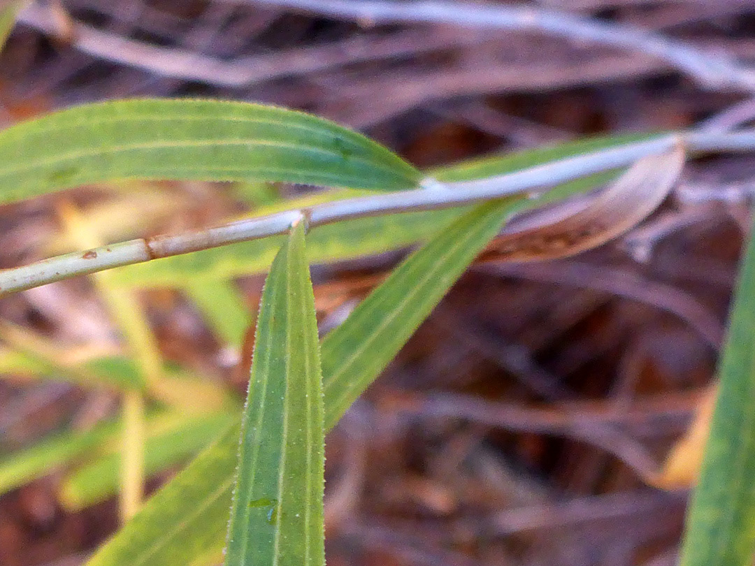 Ciliate leaves