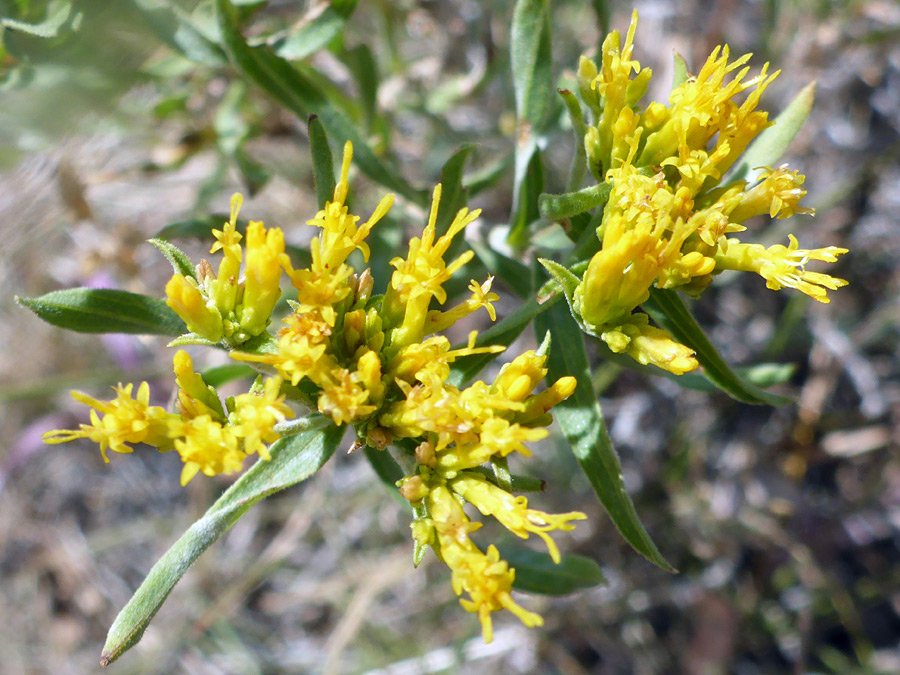 Flowerheads and leaves