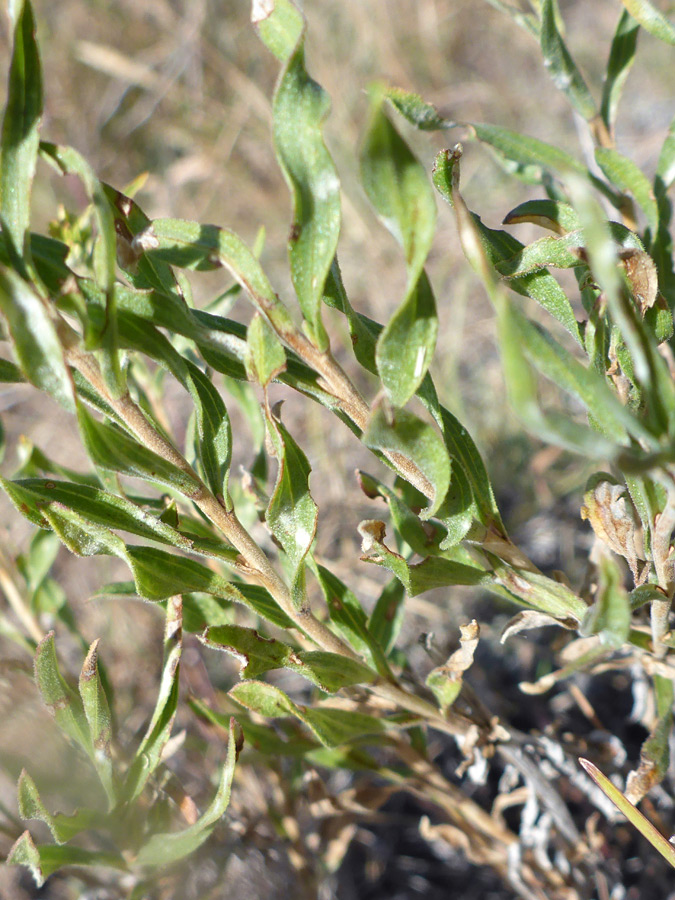 Twisted leaves