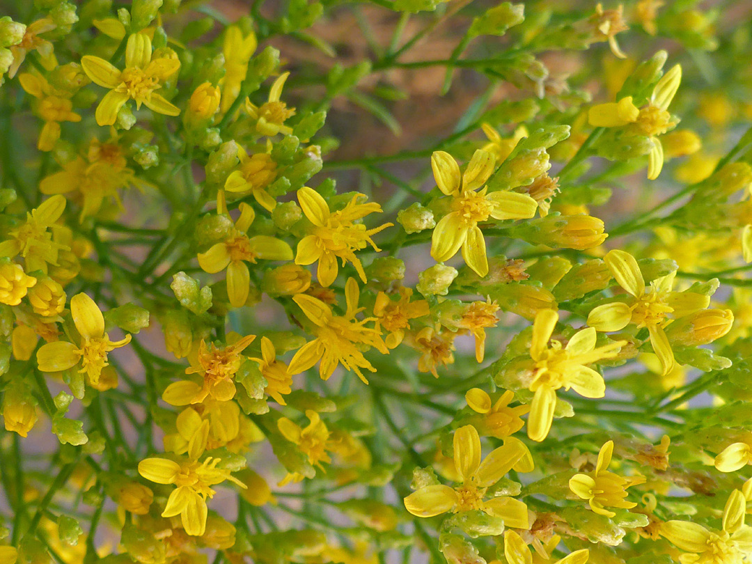 Many yellow flowerheads