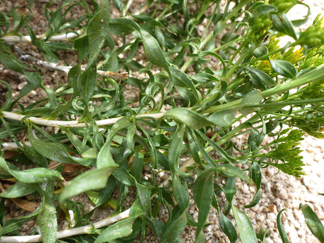 Stems and leaves