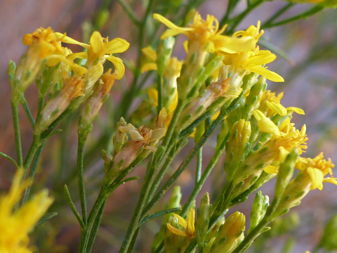 Phyllaries and florets