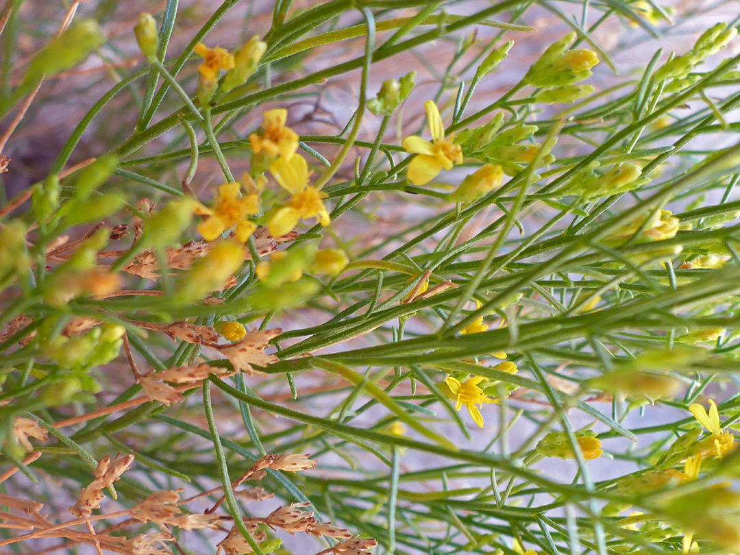 Branched stems