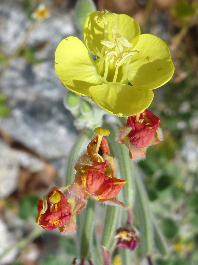 Red withered flowers