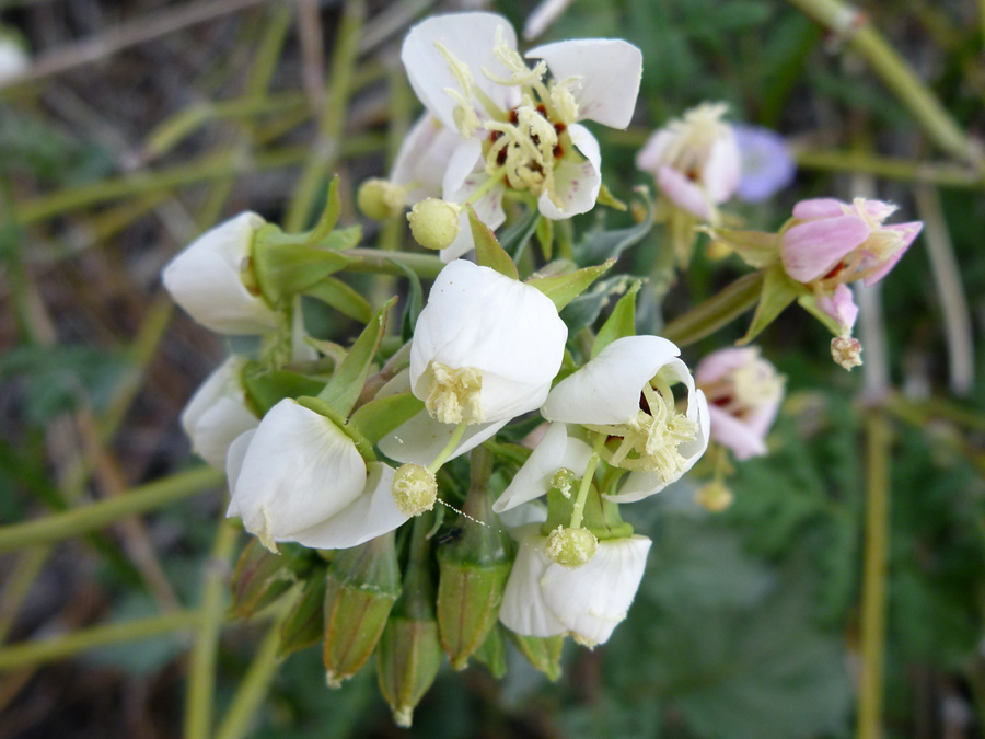 White flowers