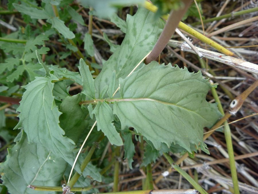 Toothed leaflets