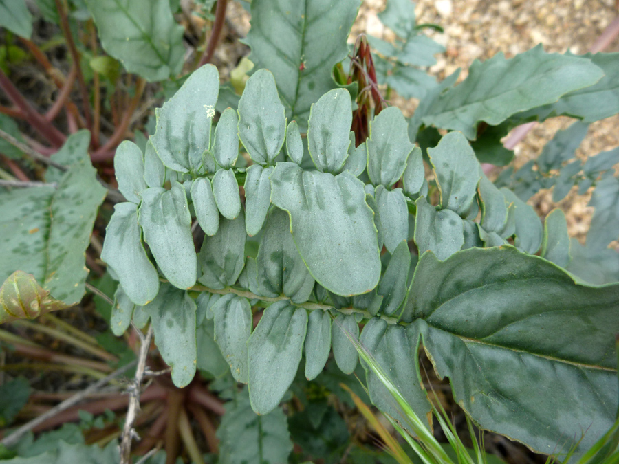 Pinnate leaves