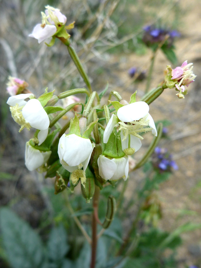 Flower cluster