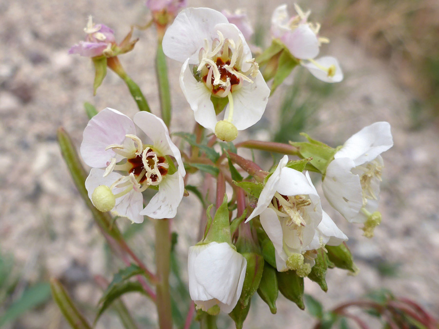 Group of flowers