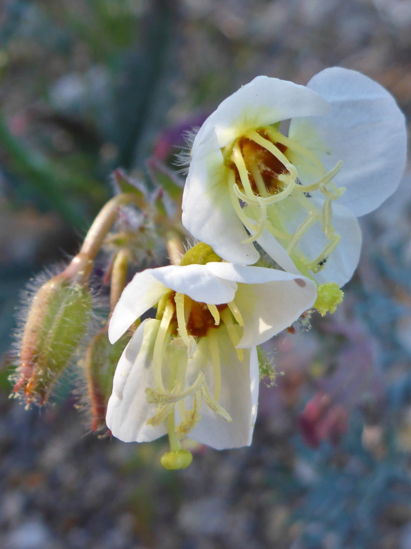 Two flowers