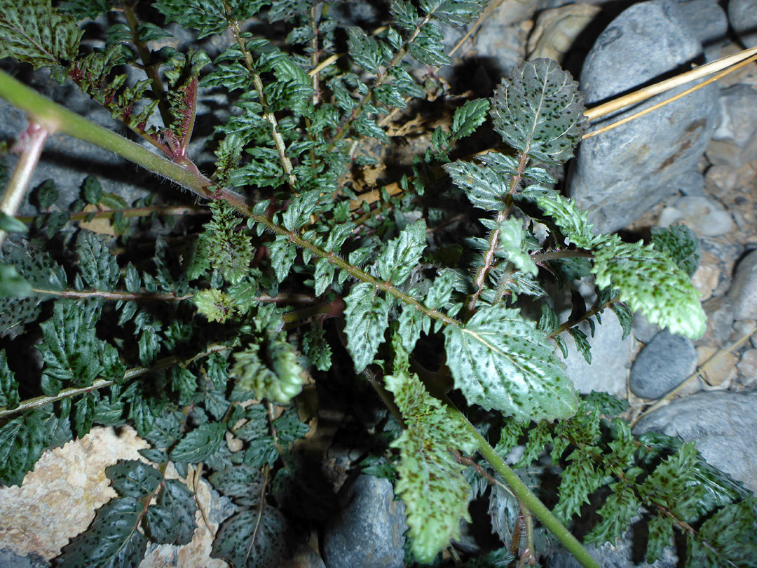 Spotted leaves