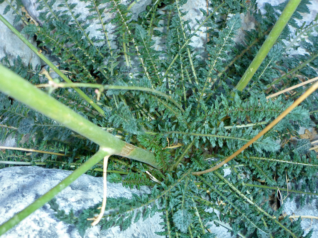 Leaf rosette