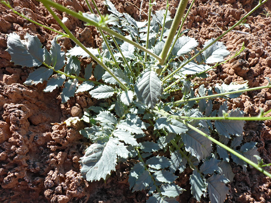 Basal leaves