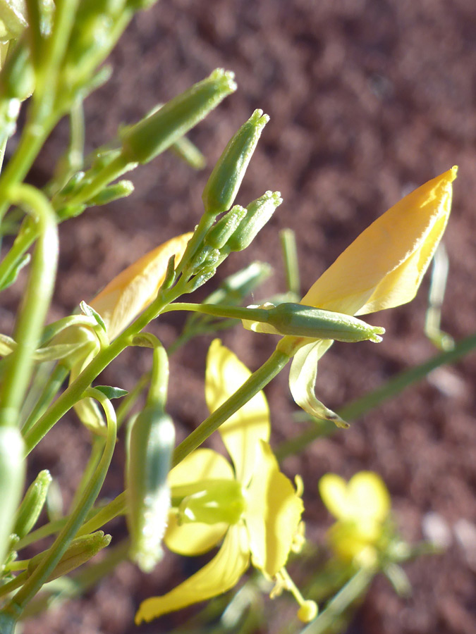 Green buds