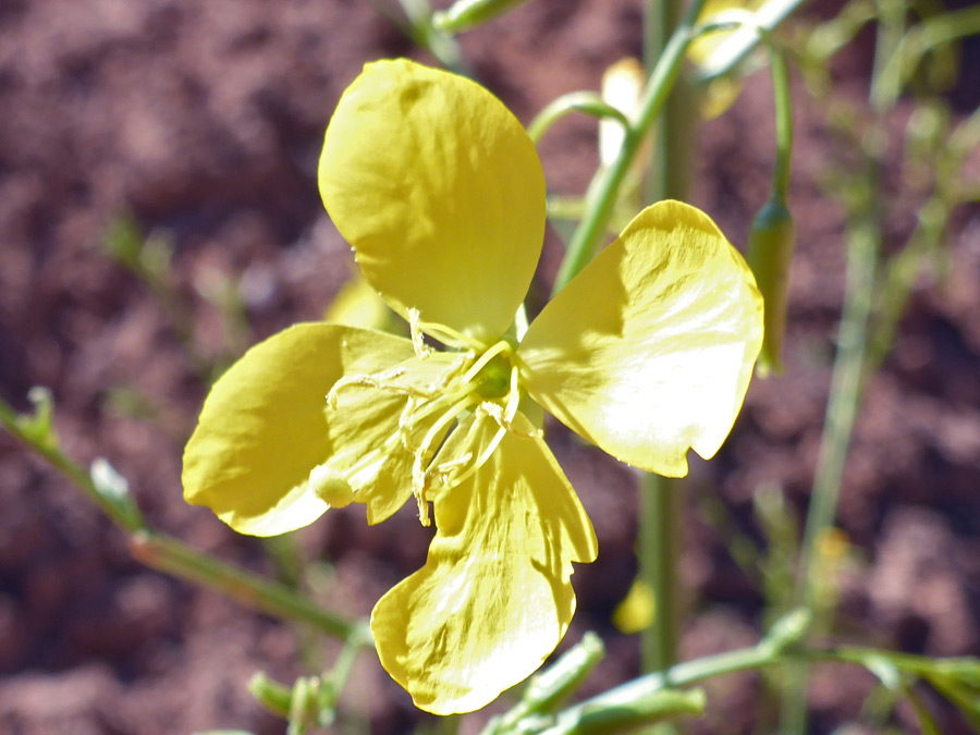 Four-petaled flower