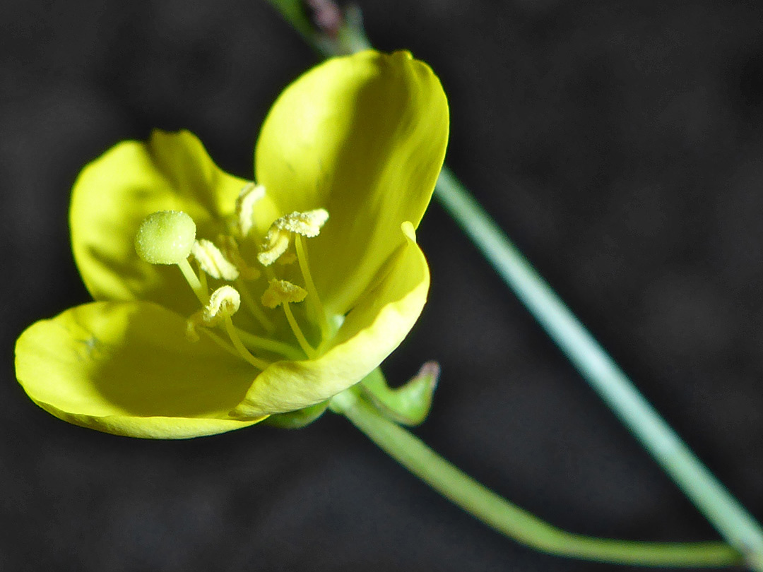 Lemon-yellow flower