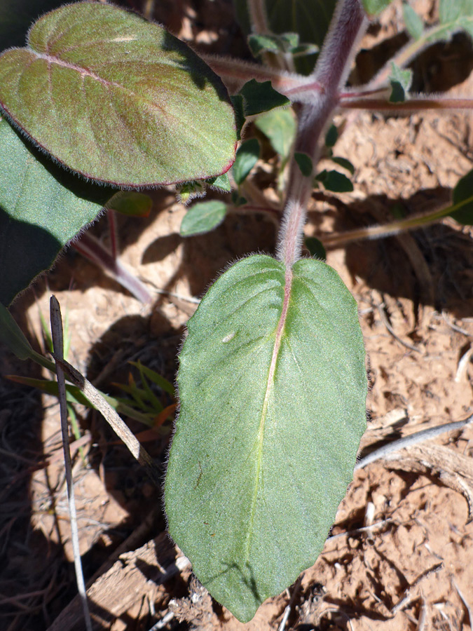 Ovate leaves