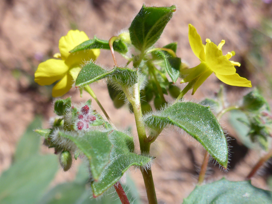 Flowers and leaves