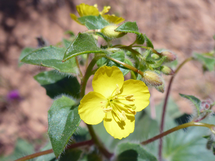 Round petals